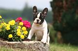 BOULEDOGUE FRANCAIS 1312